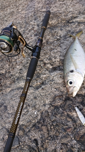 マアジの釣果