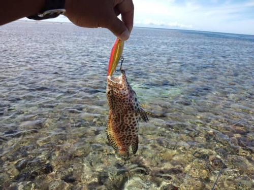 カンモンハタの釣果