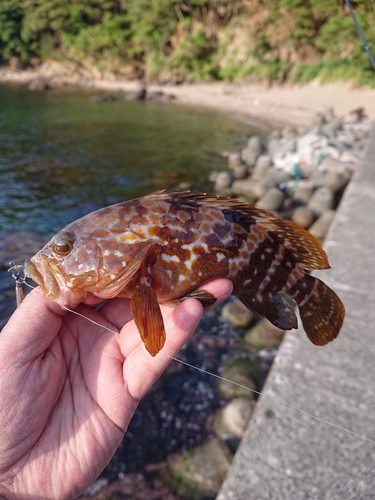 キジハタの釣果