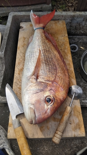 タイの釣果