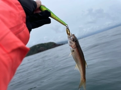 クロムツの釣果