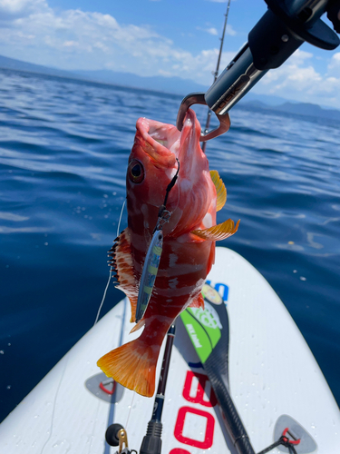 アカハタの釣果