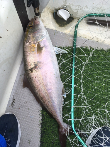 カンパチの釣果