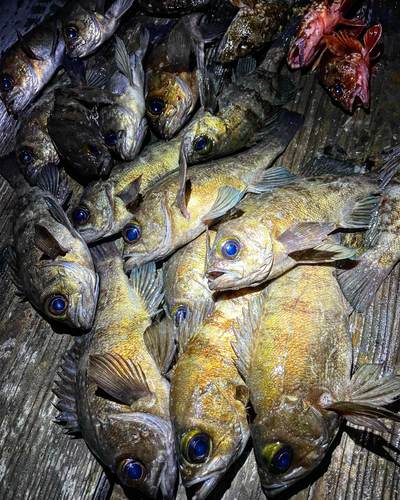 オキメバルの釣果