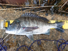 クロダイの釣果