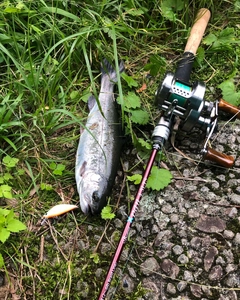 ニジマスの釣果