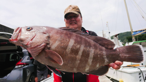 マハタの釣果