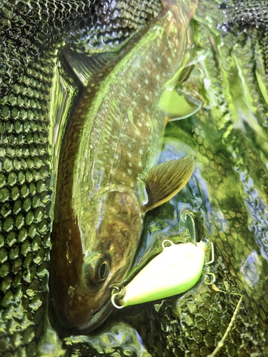 ヤマメの釣果