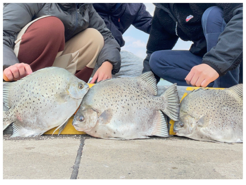 クロホシマンジュウダイの釣果