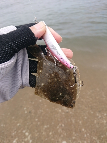 カレイの釣果