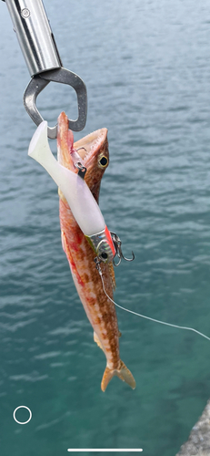 エソの釣果