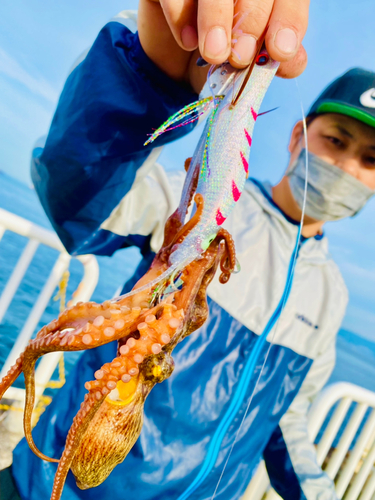 タコの釣果