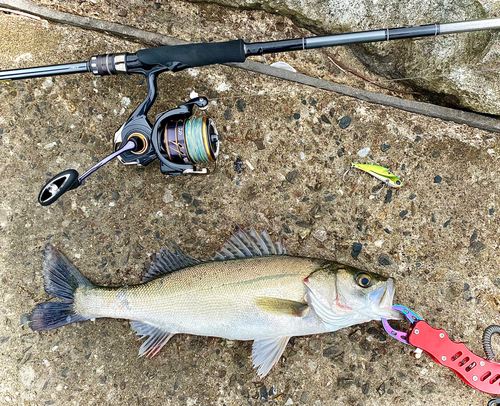 シーバスの釣果