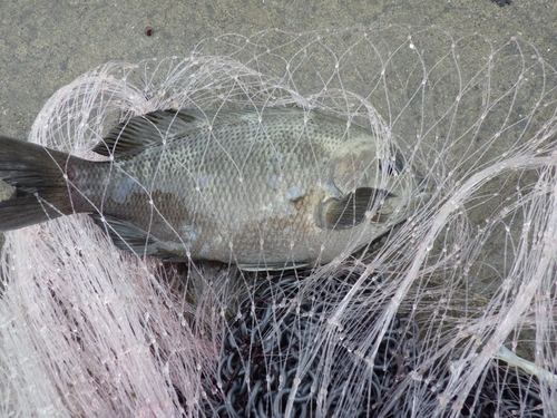 メジナの釣果