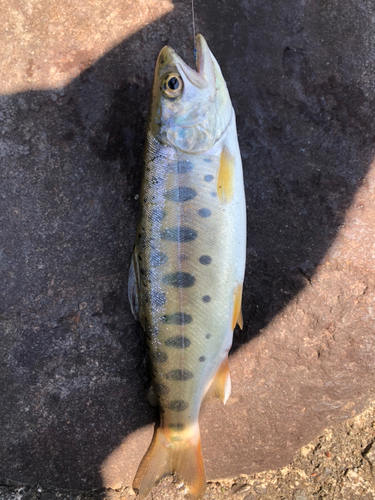 ヤマメの釣果