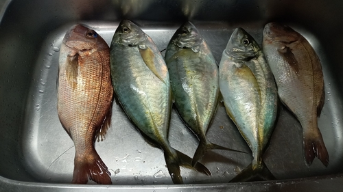 タイの釣果