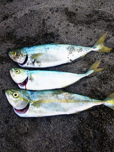 釣果