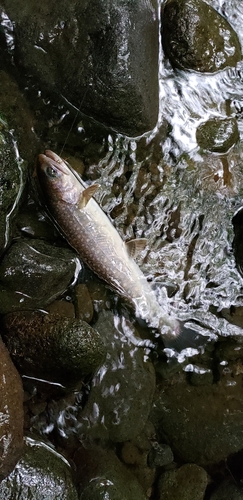 イワナの釣果