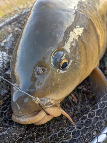 コイの釣果