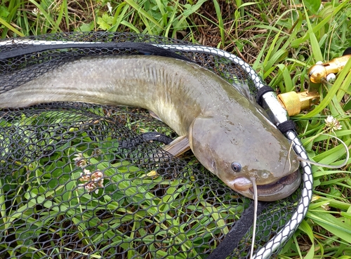 マナマズの釣果