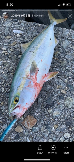 ハマチの釣果