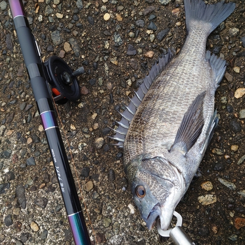 クロダイの釣果