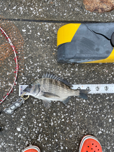 クロダイの釣果