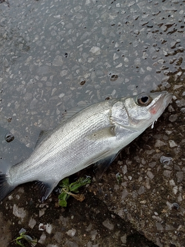 ヒラスズキの釣果