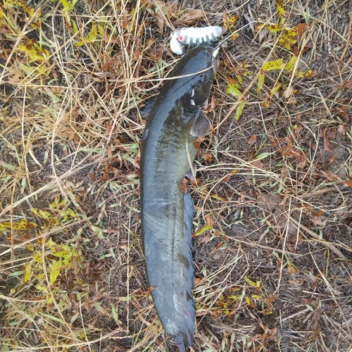 マナマズの釣果