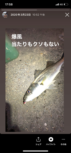 シーバスの釣果