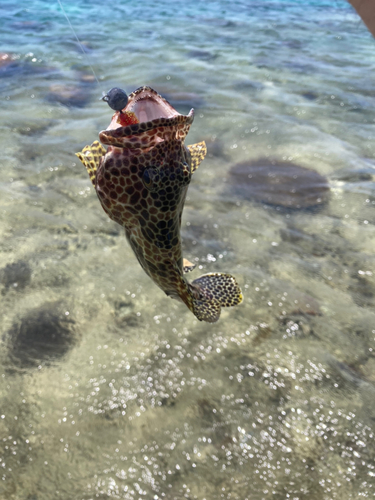 カンモンハタの釣果