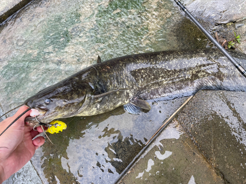 ナマズの釣果