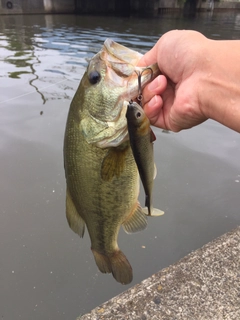 ラージマウスバスの釣果