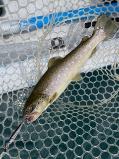 ブラウントラウトの釣果