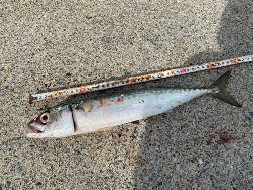 サバの釣果