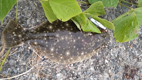 ヒラメの釣果