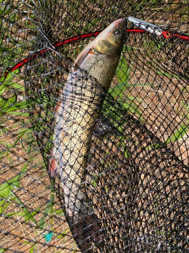 マルタウグイの釣果