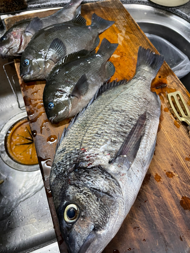 クロダイの釣果