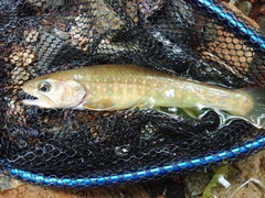 イワナの釣果