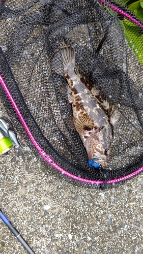 タケノコメバルの釣果