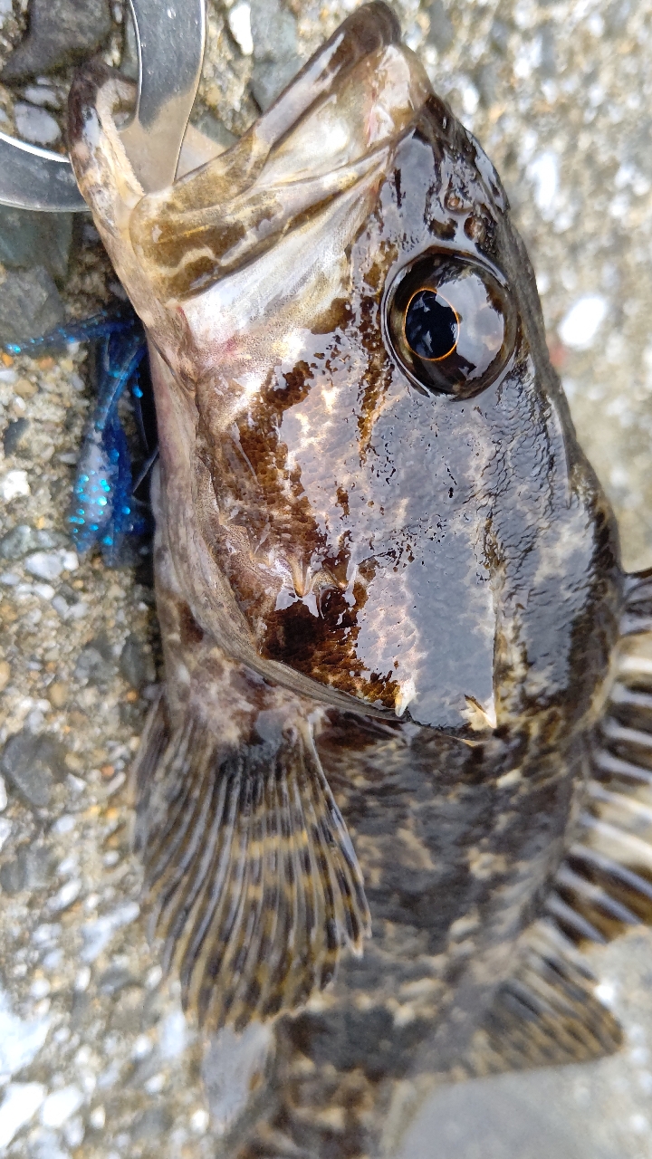 タケノコメバル