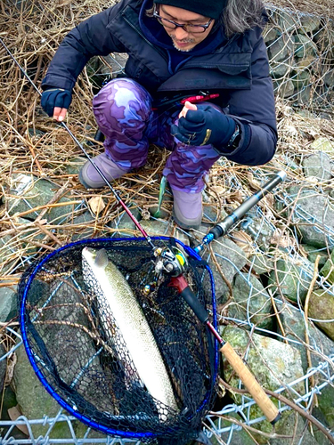 ウグイの釣果