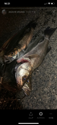 シーバスの釣果