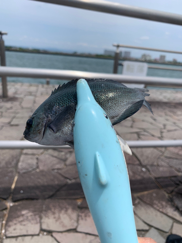 メジナの釣果