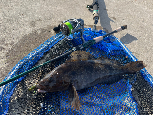 アイナメの釣果