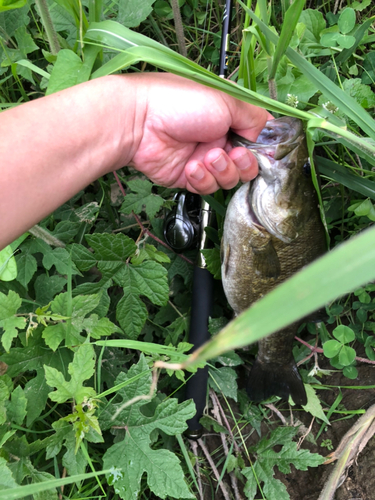 スモールマウスバスの釣果