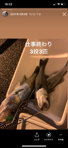 シーバスの釣果