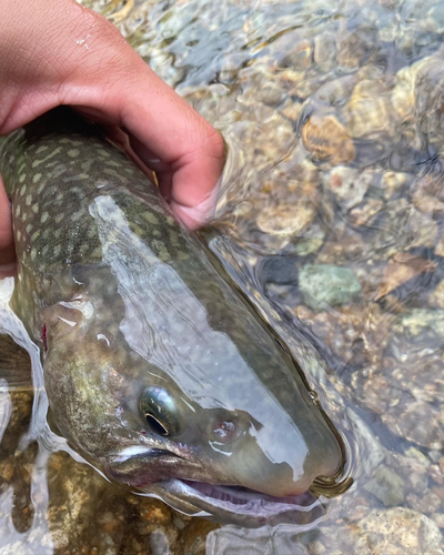 イワナの釣果