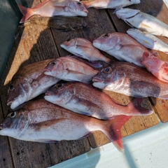 マダイの釣果