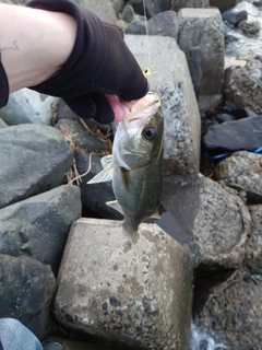 フッコ（マルスズキ）の釣果